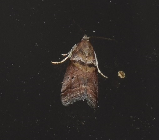 Acrobasis sodalella (Pyralidae)?